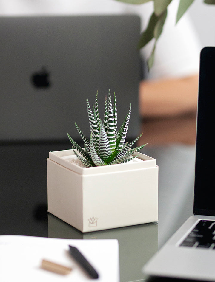 Admin Day Gift | Succulent Gift Box | Corporate Gifts