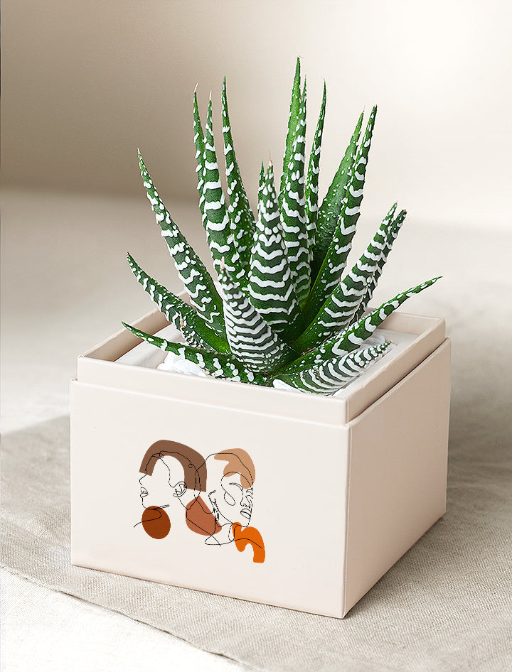Petite Zebra Garden | Succulent Plant Delivery | Black History
