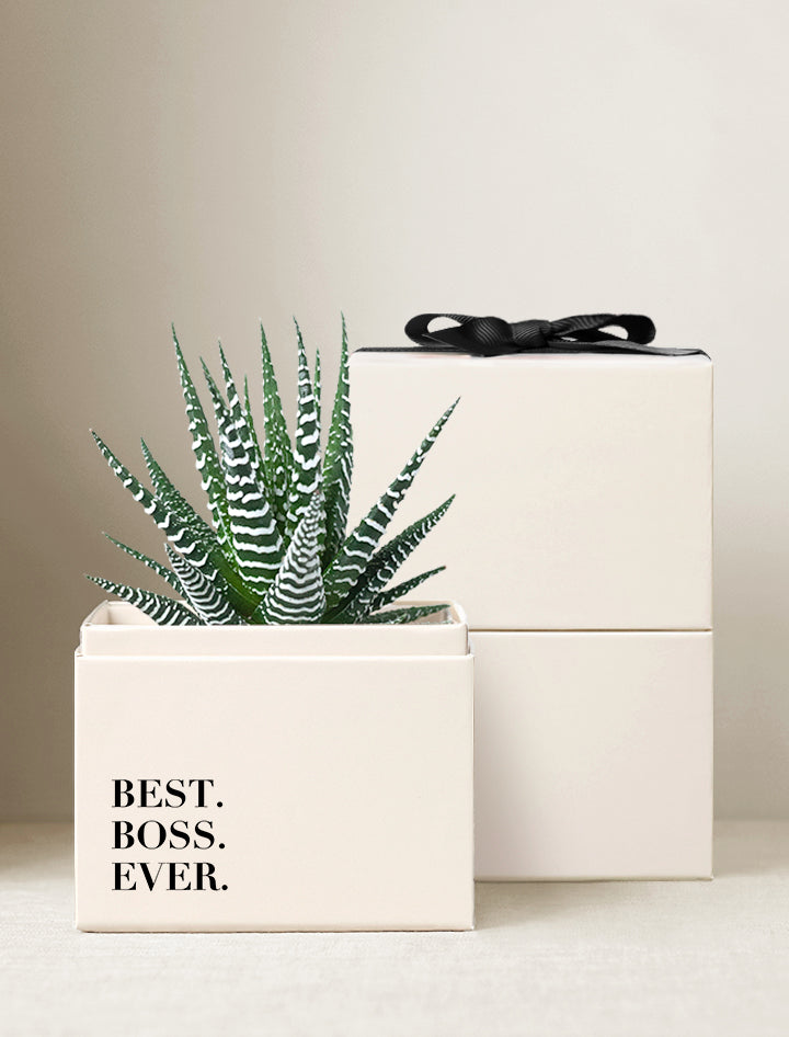succulent gift box delivery Boss's Day Gifts | Petite Zebra Garden | Succulent Plant Delivery