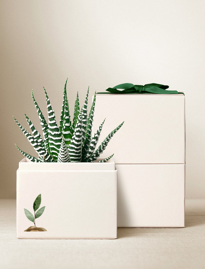 Lula's Garden ZZ Plant | Wellness Gift | Plant Gift | Plant Delivery