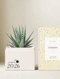 Succulents in gift box. - Image 