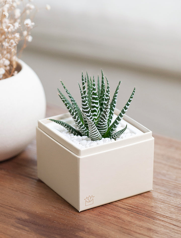 Hanukkah Petite Zebra Garden