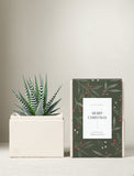 Christmas Petite Zebra Garden