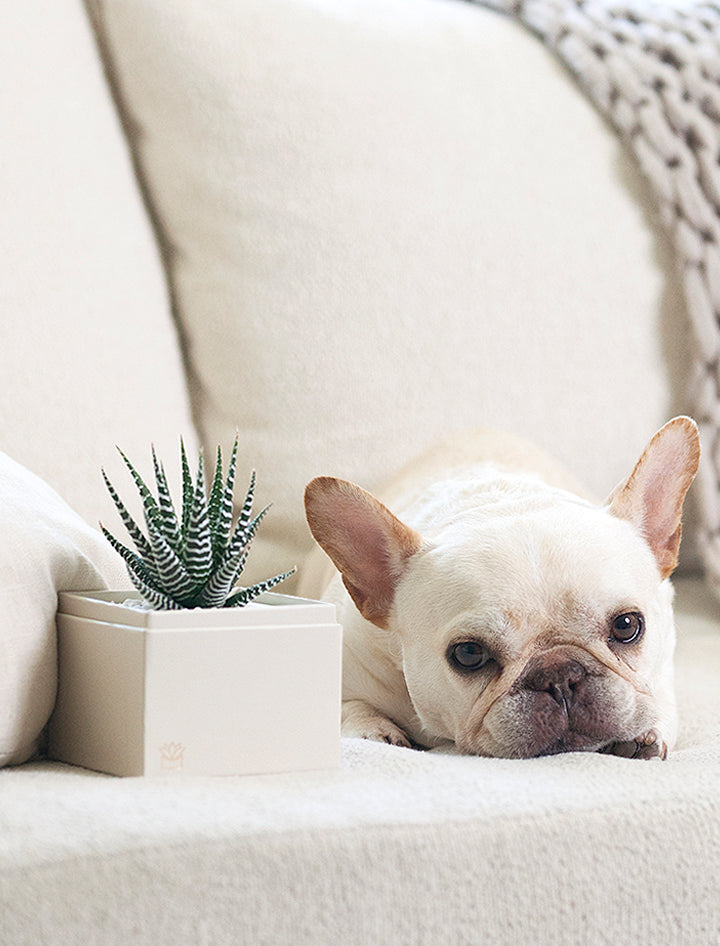 succulents and pets Pet Lover Gift Ideas | Unique Gifts for Pet Owners | Pet Parent Gifts