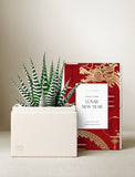 Succulents in gift box. - Image 