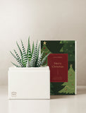A potted succulent plant in a white rectangular planter box, styled next to its illustrated holiday-themed packaging box by Lula's Garden. - Image 