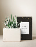Zebra succulent in a cream-colored planter box next to a black Happy New Year gift sleeve with gold star accents. - Image 