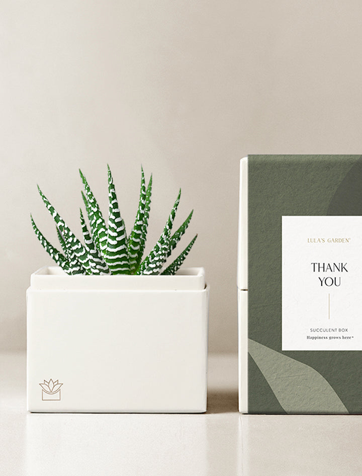 thank you succulents Unique Thank You Gift Ideas | Best Thank You Gifts