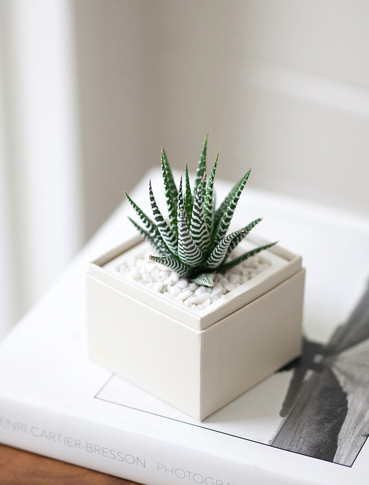 Thank You Petite Zebra Garden
