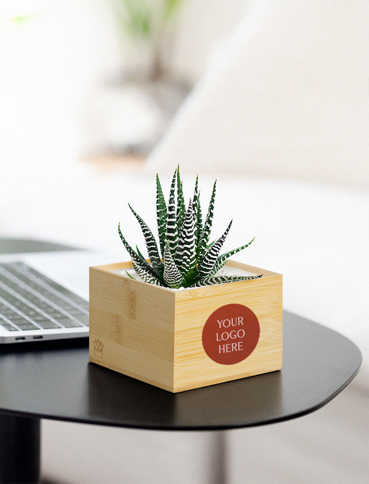 mini succulent stand Corporate Gifts For Clients, Employees, Events, Special Occasions
