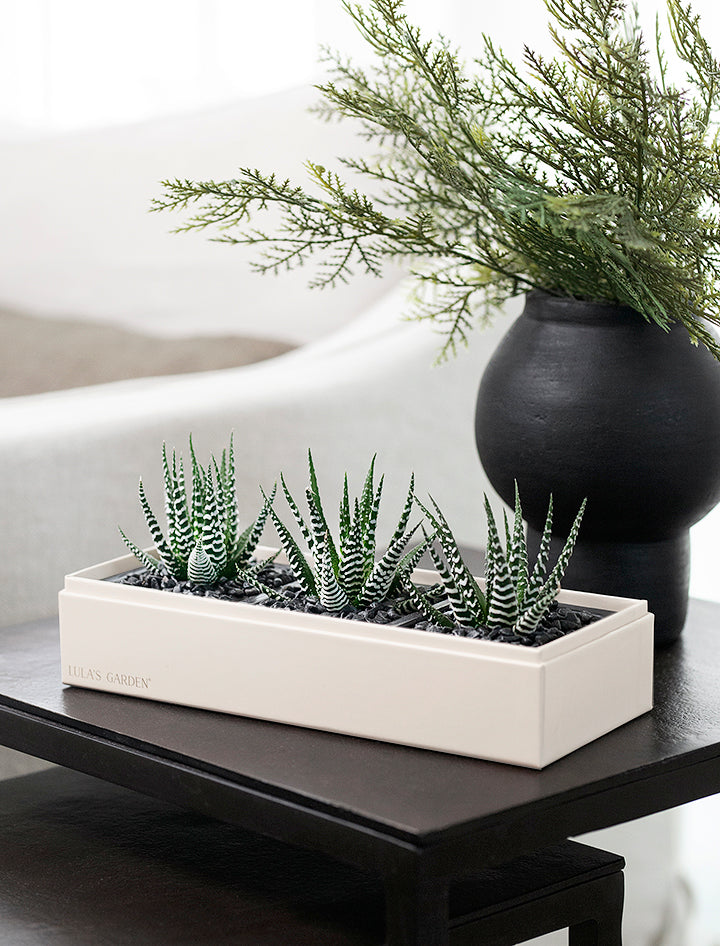 New Year's Deluxe Zebra Garden | Best New Year's Gift 2025