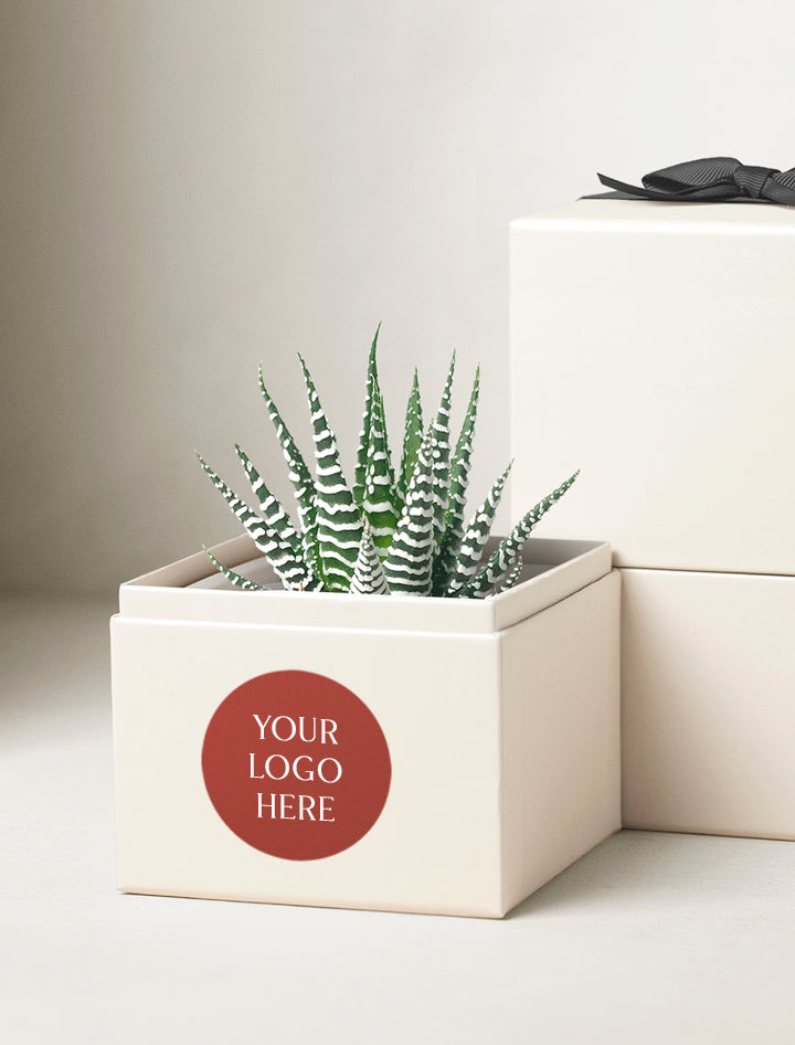 corporate gifts succulents Corporate Gifts For Clients, Employees, Events, Special Occasions