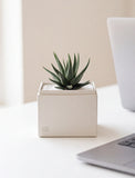 A small green succulent plant in a square cream-colored planter box, placed on a white desk with a blurred laptop in the background. - Image 