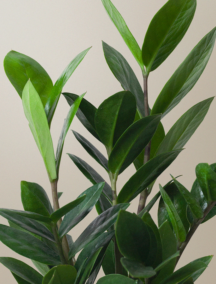 gal zz plant Lula's Garden ZZ Plant | Wellness Gift | Plant Gift