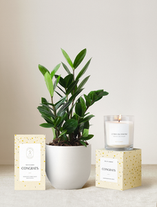 Congrats Plant Gift Set