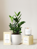 Congrats Plant Gift Set
