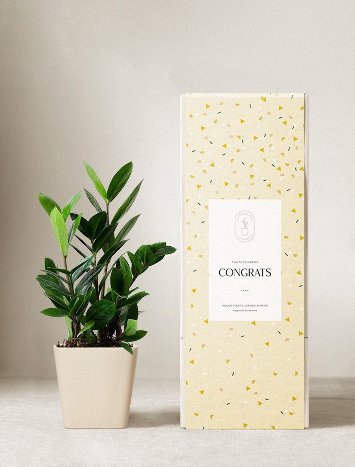 zz plant good luck ZZ Plant | Plant Gifts