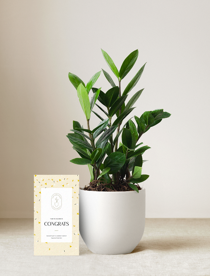Congrats ZZ Plant
