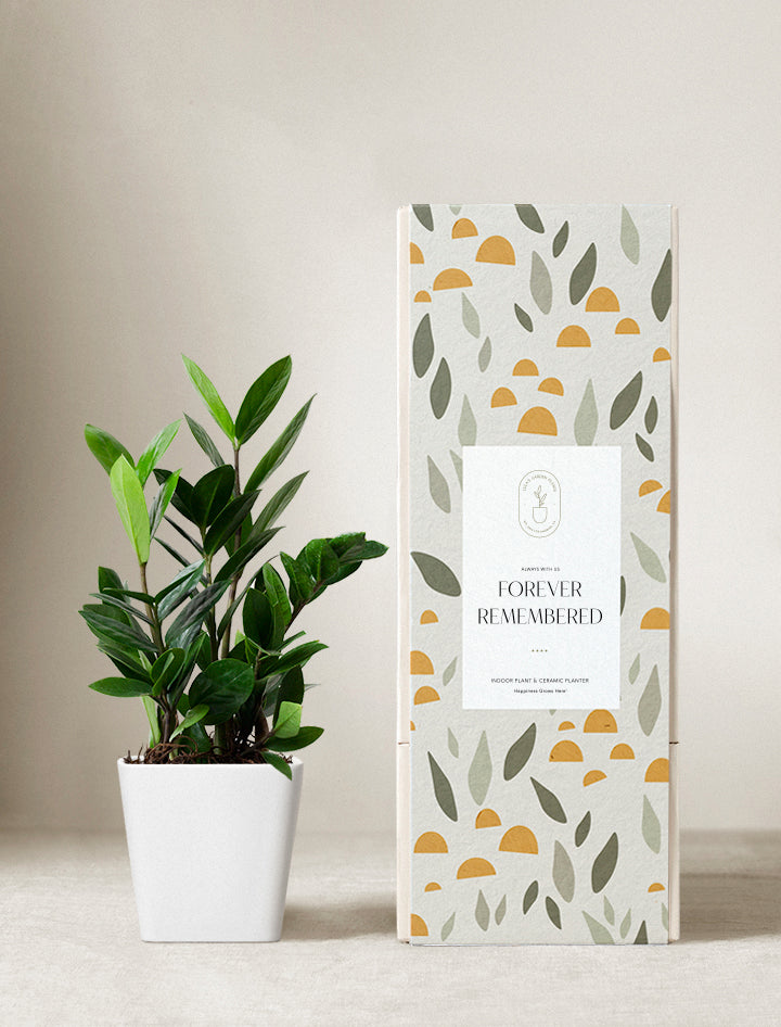 planter for zz plant ZZ Plant | Plant Gifts