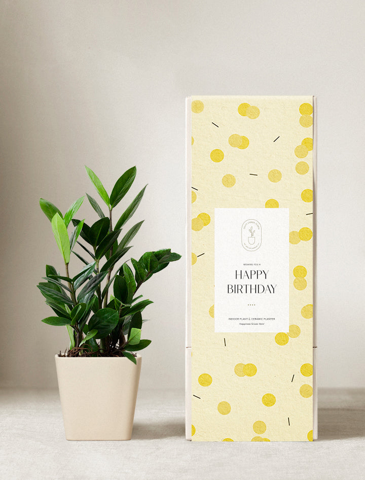 house plant birthday gift ZZ Plant | Plant Gifts