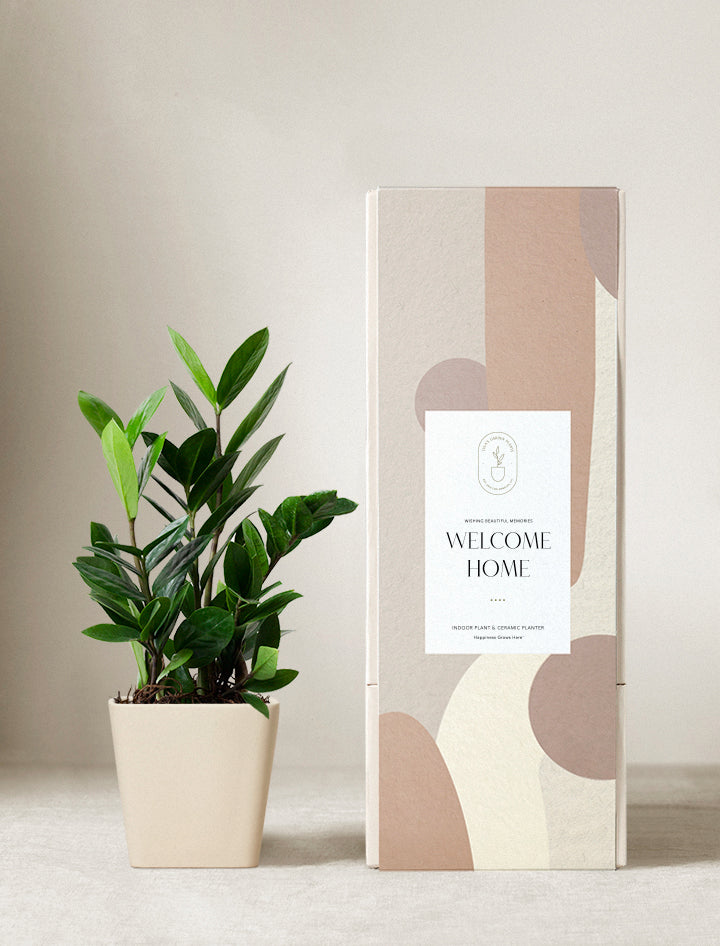 zz plant welcome plant ZZ Plant | Plant Gifts