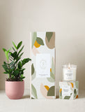 Lula's Garden Plant Gift Set