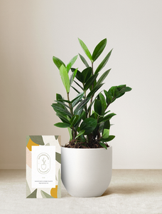 Lula's Garden ZZ Plant