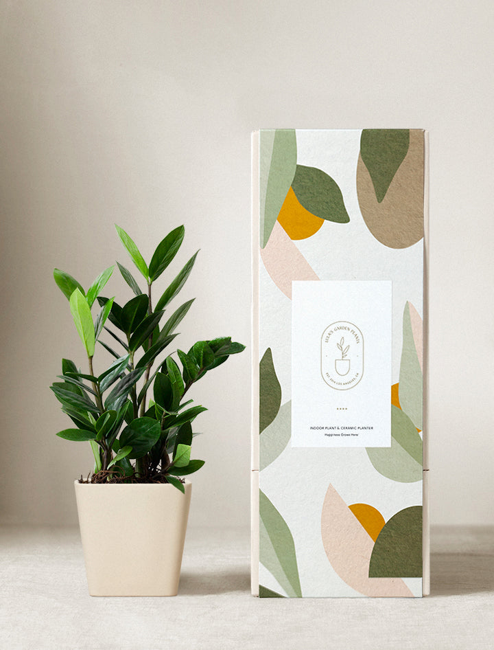 zz plant in ceramic pot Lula's Garden ZZ Plant | Wellness Gift | Plant Gift