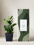 Thank You ZZ Plant - Image 