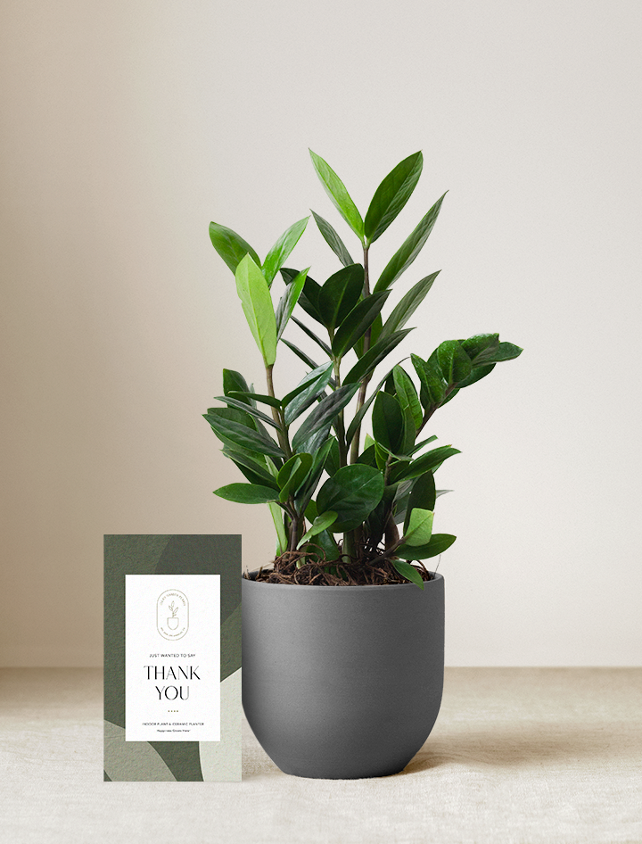 ZZ Plant