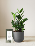 Thank You ZZ Plant