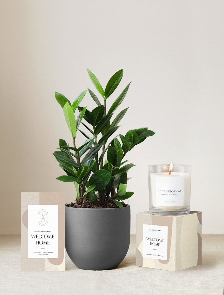 Welcome Home Plant Gift Set