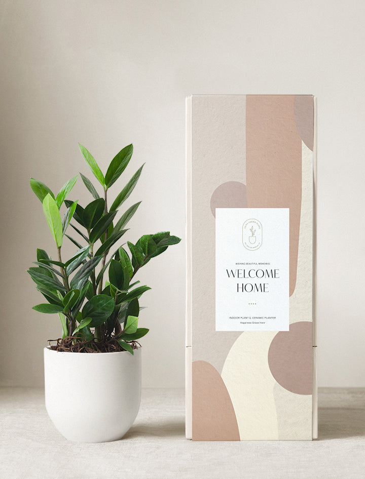 ZZ Plant | Plant Gifts | Best Gifts For Plant Lovers – Lula's Garden