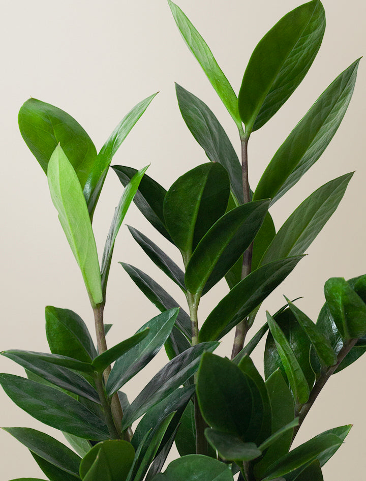 black dots on zz plant Unique Thank You Gift Ideas | Best Thank You Gifts