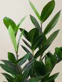 Thank You ZZ Plant - Image 