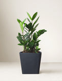 Thank You ZZ Plant - Image 
