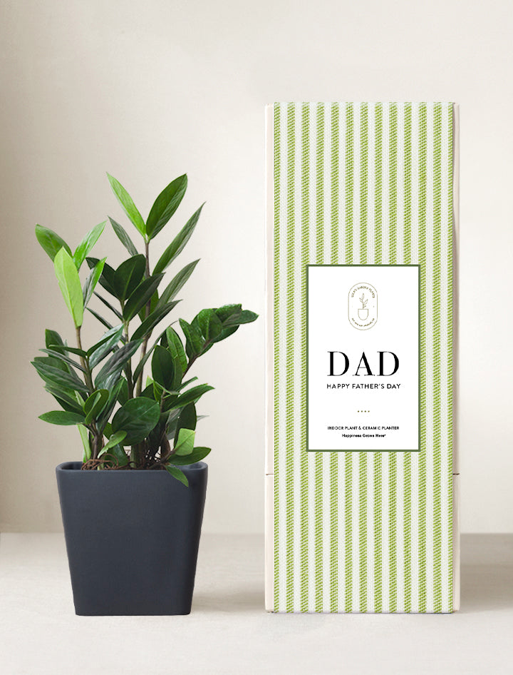 zz plant gift Succulent Plant | Father's Day Gift