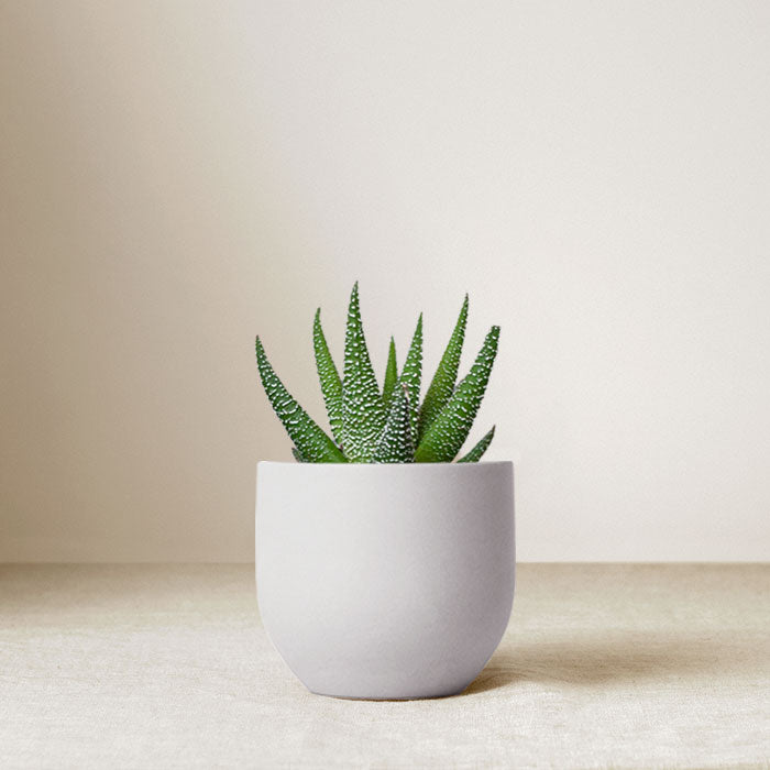 Ceramic Zen Garden