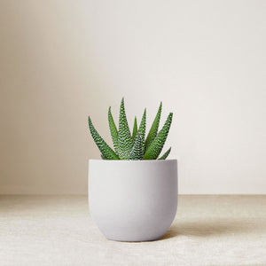 Ceramic Zen Garden