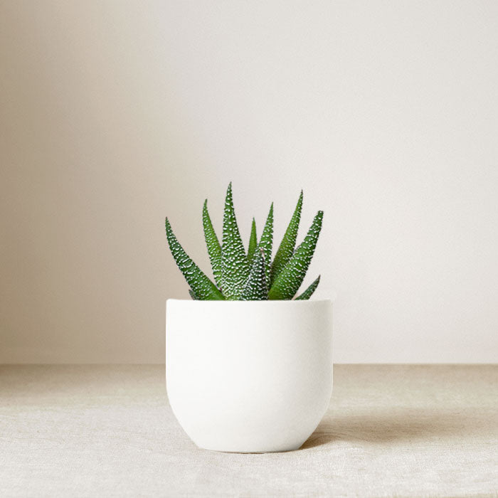 Ceramic Zen Garden
