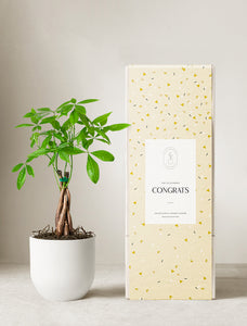 Money Tree Plant