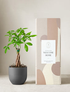 Money Tree Plant