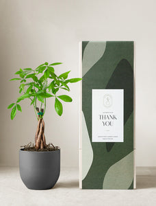 Money Tree Plant