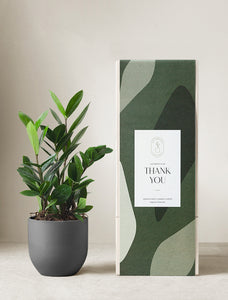 ZZ Plant