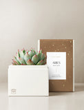 Succulent in gift box.