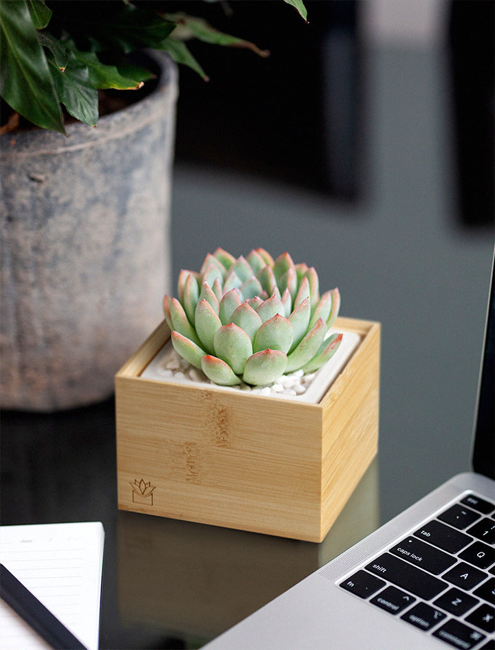 bouqs plantable succulent Succulent Gift