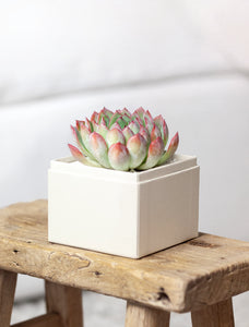 Succulent in gift box.
