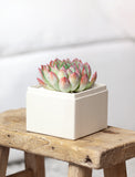 Succulent in gift box.