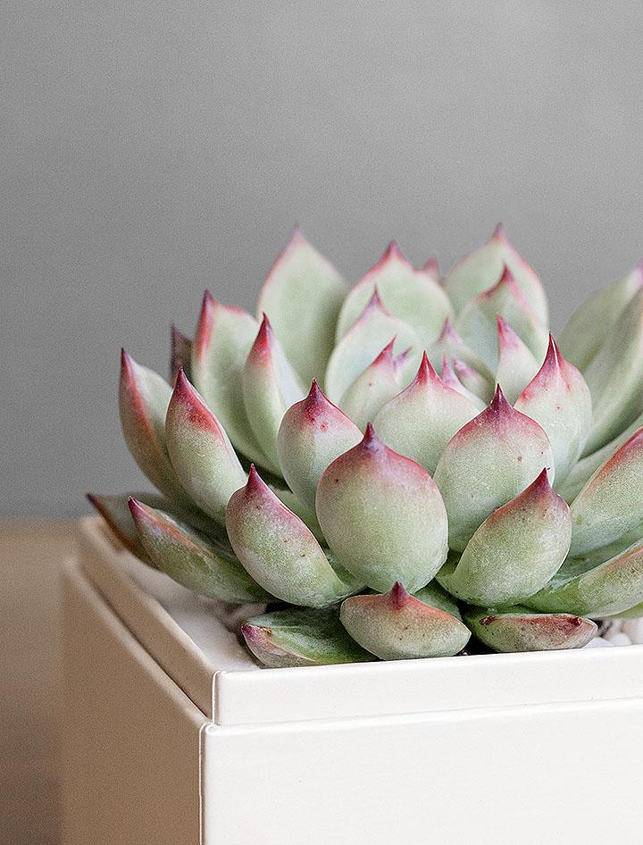 Succulent in gift box.