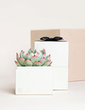 OnGift // Westward Planning // Bliss Garden // BBL + CL + PC